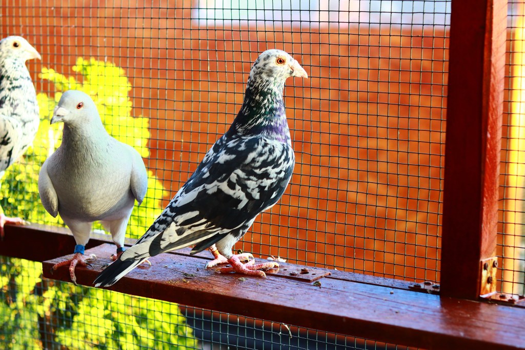 Voiajori Almond / Almond racing&nbsp;pigeons