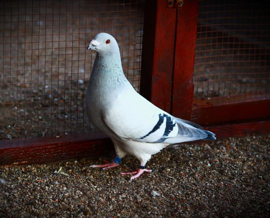 Voiajori Ice / Ice Racing pigeons&nbsp;project