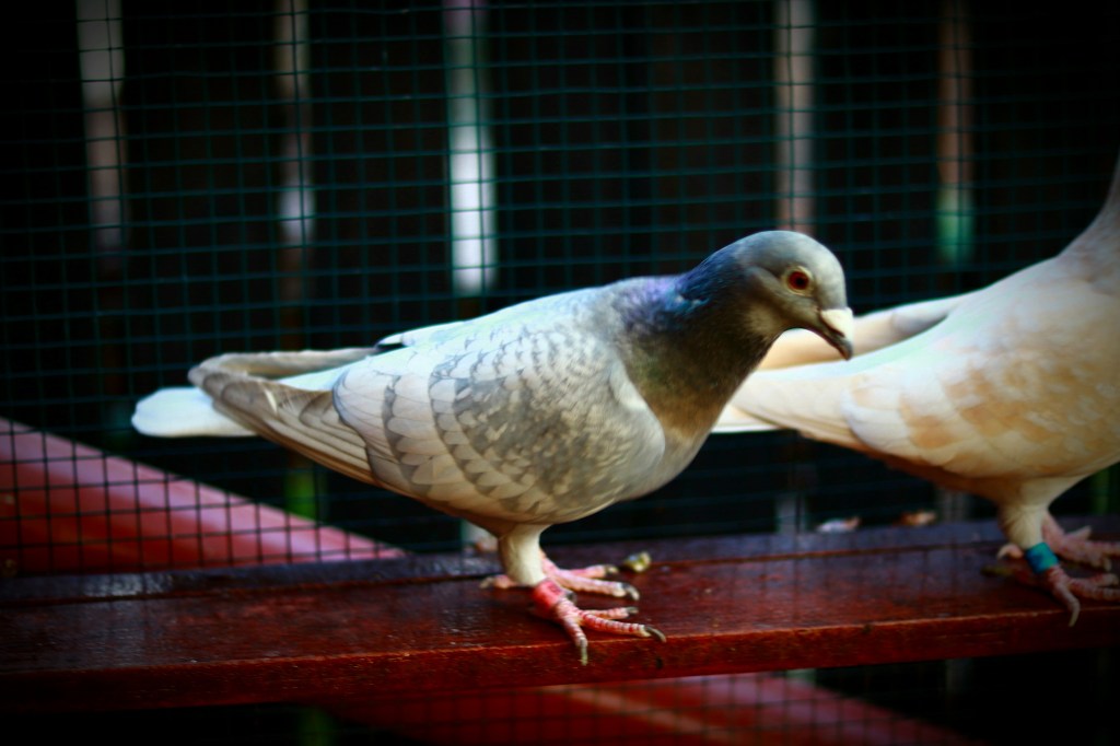 Voiajori Dominant Opal / Dominant Opal racing&nbsp;pigeons