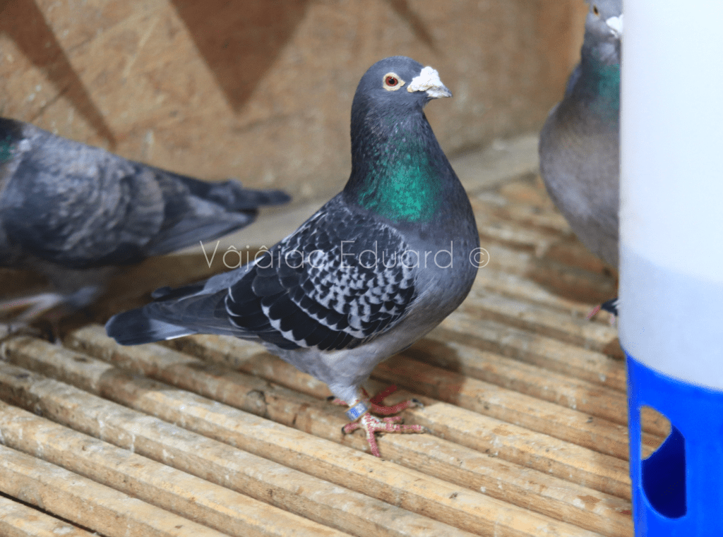 Matca – Breeding&nbsp;pigeons