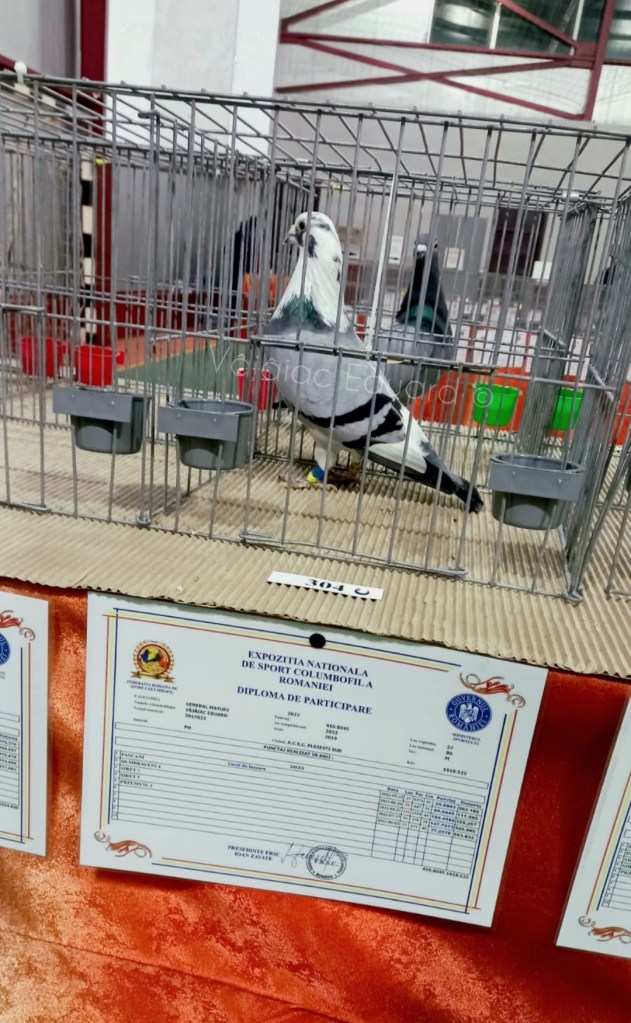 ★★★"Generalu' "★★★
▪︎După muncă și răsplată. "Generalu'" prezent în Expoziția Națională a Federației Române de Sport Columbofil organizată la Sala Sporturilor din Moreni, jud.Dâmbovița în perioada 09-11 decembrie 2022. 
▪︎2e Club General Maturi 1 an;
▪︎3e Club Fond Maturi 1 an;
▪︎18e Jud. General Maturi 1 an;
▪︎80e Nat. General Maturi 1 an;
▪︎39e Jud.Fond Maturi 1 an.
▪︎Orig. Vâjâiac Eduard 100%
▪︎În ciuda culorii care atrage ca un magnet ulii, si pentru etapele dezastruoase prin care a trecut anul acesta, sunt foarte recunoscător pentru ceea ce a reușit să facă. 💎🇹🇩
▪︎Felicitări și colegilor! 👏🏽
