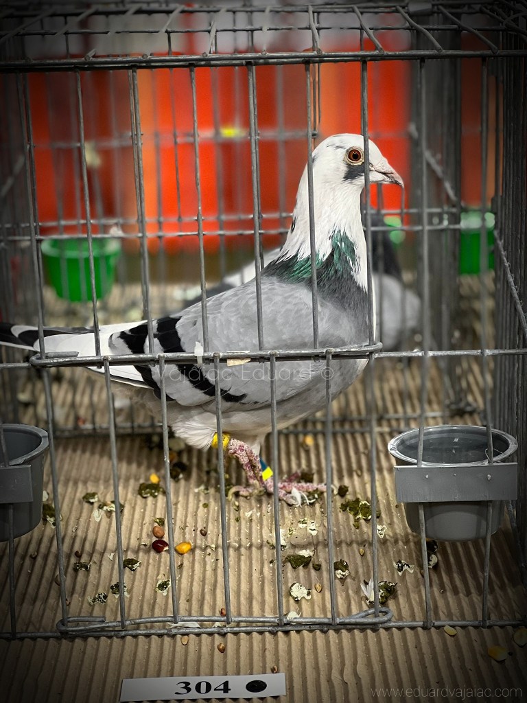 ★★★"Generalu' "★★★
▪︎După muncă și răsplată. "Generalu'" prezent în Expoziția Națională a Federației Române de Sport Columbofil organizată la Sala Sporturilor din Moreni, jud.Dâmbovița în perioada 09-11 decembrie 2022. 
▪︎2e Club General Maturi 1 an;
▪︎3e Club Fond Maturi 1 an;
▪︎18e Jud. General Maturi 1 an;
▪︎80e Nat. General Maturi 1 an;
▪︎39e Jud.Fond Maturi 1 an.
▪︎Orig. Vâjâiac Eduard 100%
▪︎În ciuda culorii care atrage ca un magnet ulii, si pentru etapele dezastruoase prin care a trecut anul acesta, sunt foarte recunoscător pentru ceea ce a reușit să facă. 💎🇹🇩
▪︎Felicitări și colegilor! 👏🏽