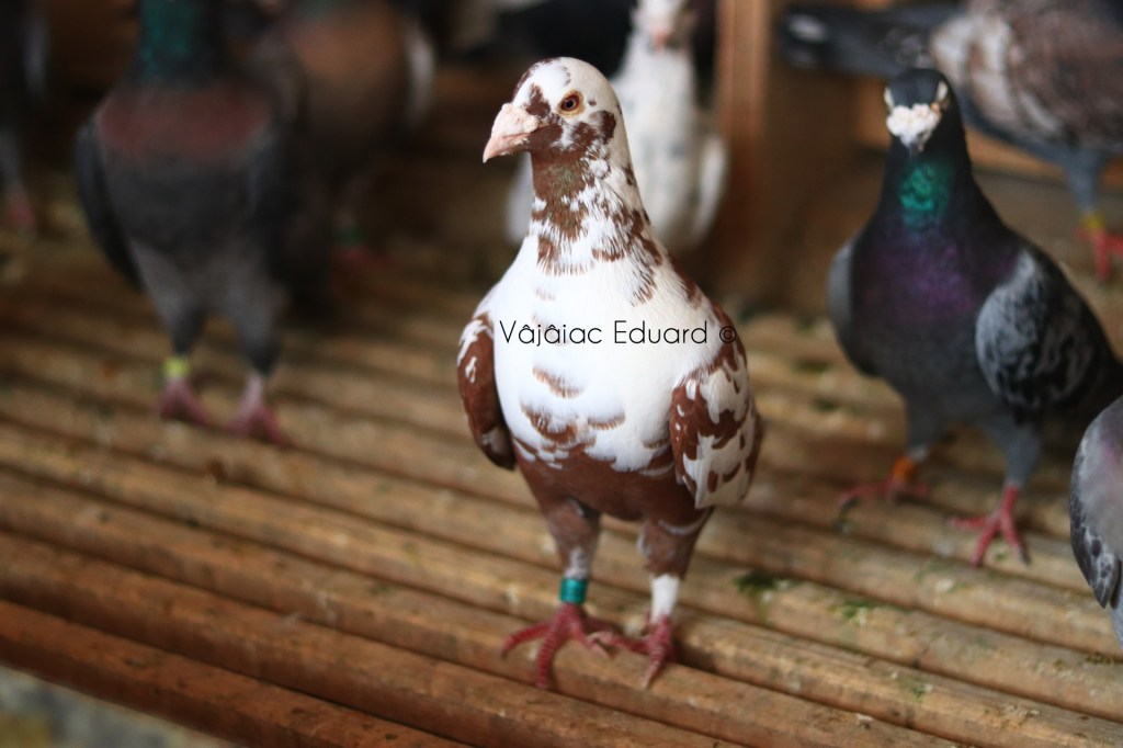 Voiajori Rosu Recesiv/Recessive Red Racing&nbsp;Pigeons