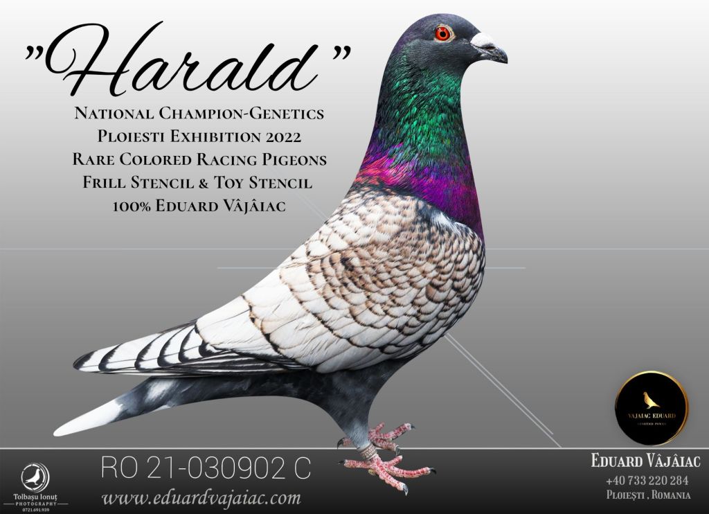 Voiajori Frill Toy Stencil / Frill Toy Stencil Racing&nbsp;Pigeons