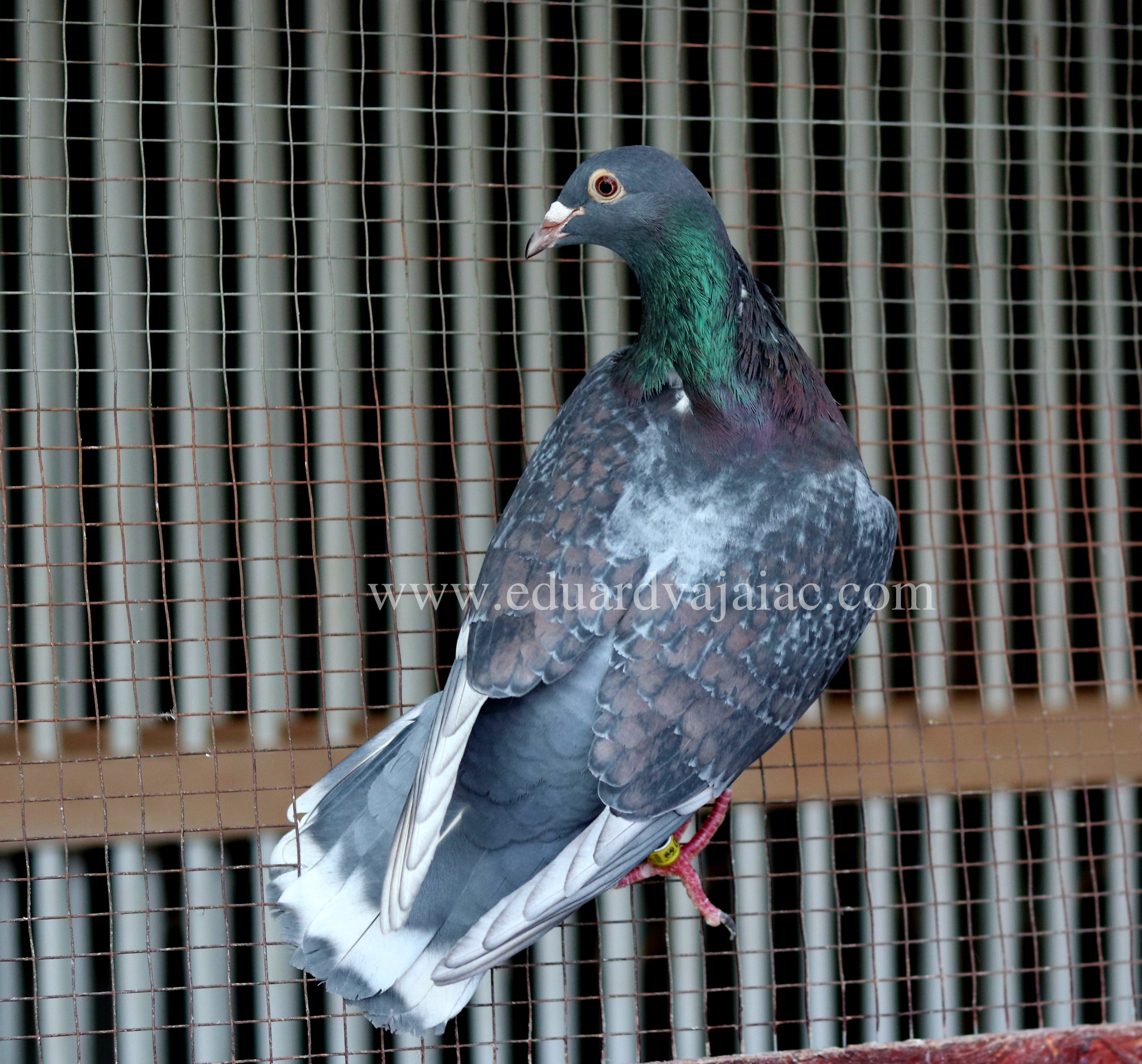 Voiajori Rubella